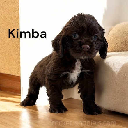 puppy, for, sale, Cocker Spaniel, Joe & Cherri  Overlease, dog, breeder, Miller, MO, dog-breeder, puppy-for-sale, forsale, nearby, find, puppyfind, locator, puppylocator, aca